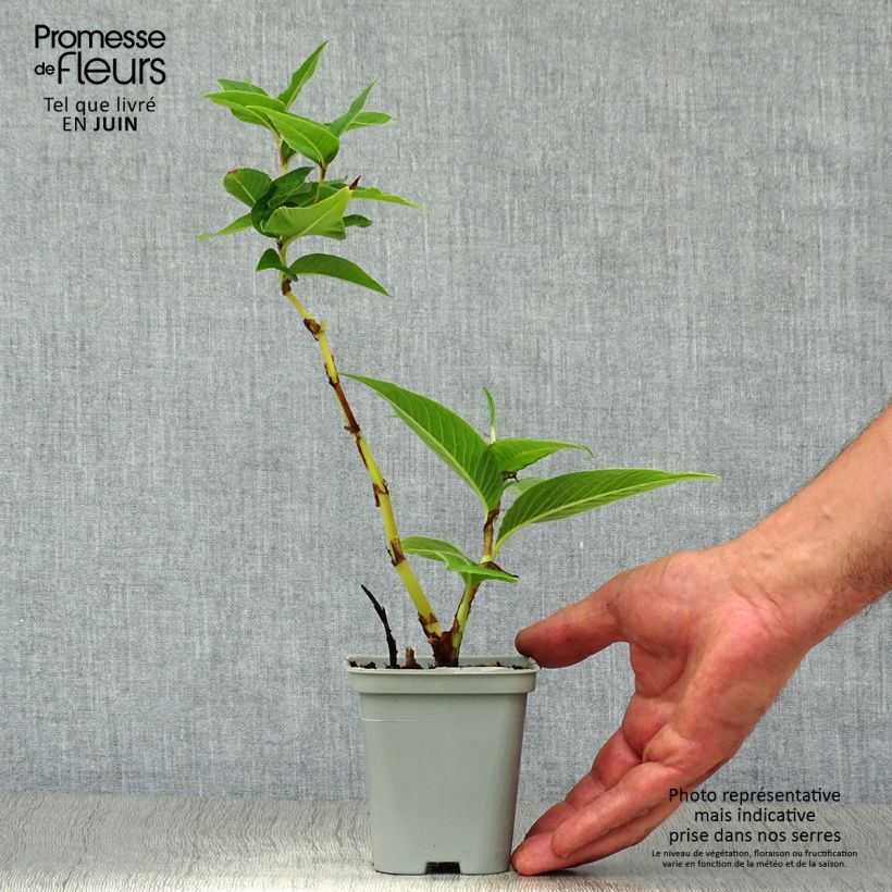 Amostra de Persicaria polymorpha Vaso de 8/9 cm tal como entregue no verão