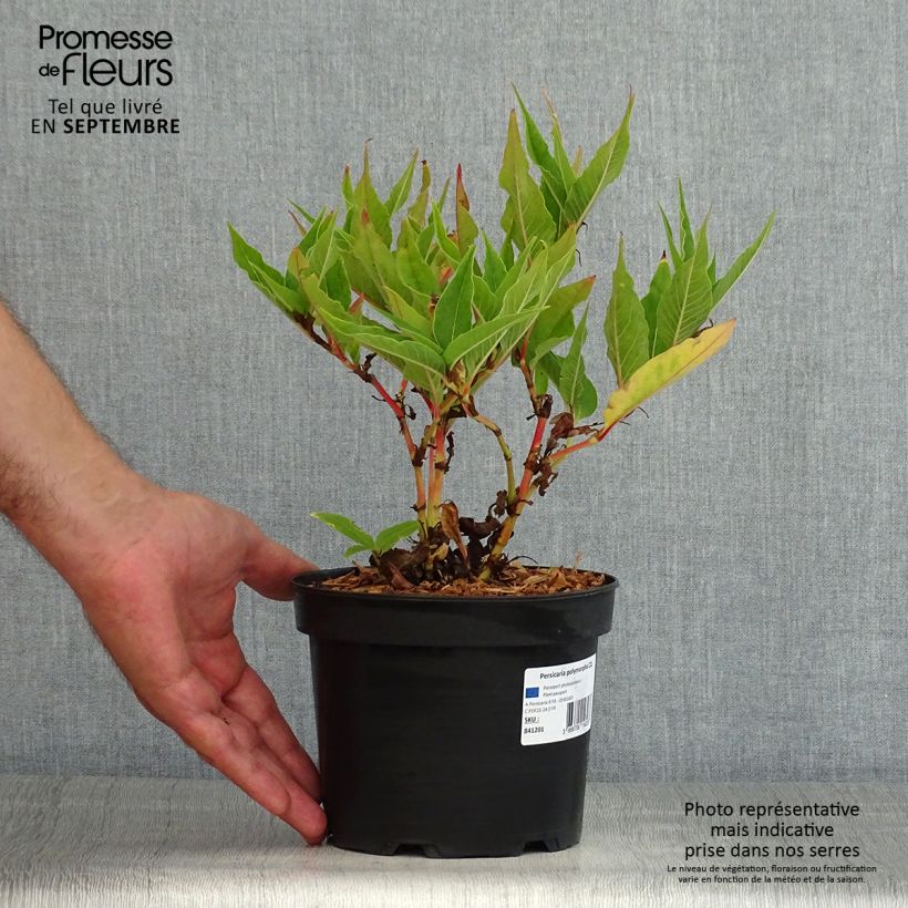 Amostra de Persicaria polymorpha Vaso de 2 L/3 L tal como entregue no verão