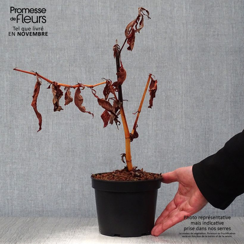 Amostra de Persicaria polymorpha Vaso de 2 L/3 L tal como entregue no outono