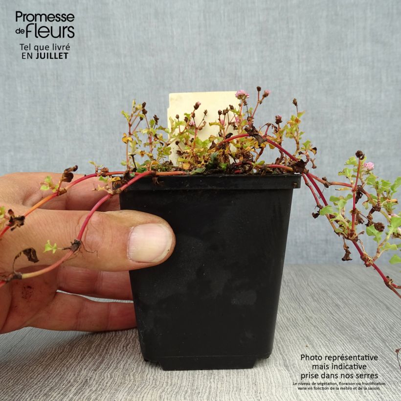 Amostra de Persicaria runcinata Needhams Form Vaso de 8/9 cm tal como entregue no verão