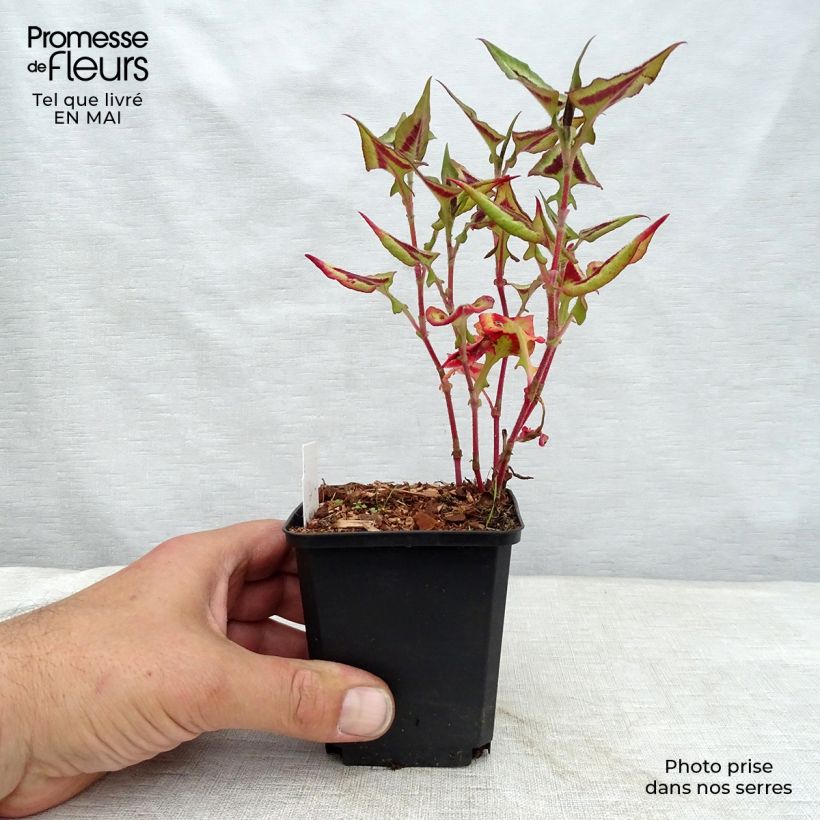 Amostra de Persicaria runcinata Purple Fantasy Vaso de 8/9 cm tal como entregue na primavera