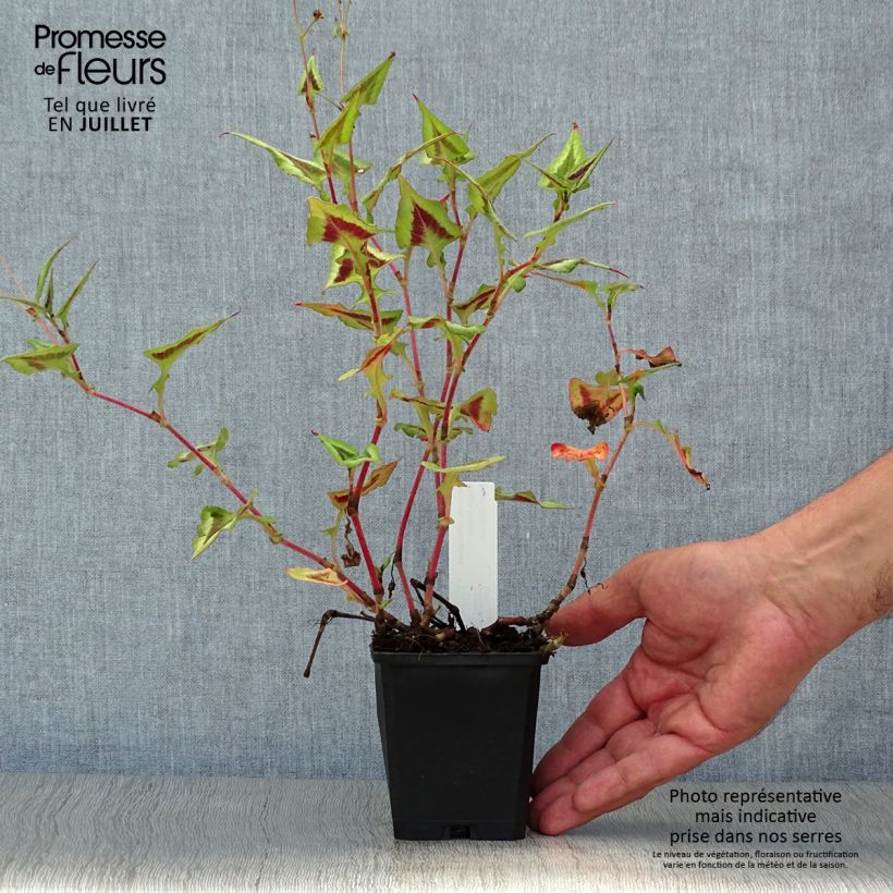 Amostra de Persicaria runcinata Purple Fantasy Vaso de 8/9 cm tal como entregue no verão