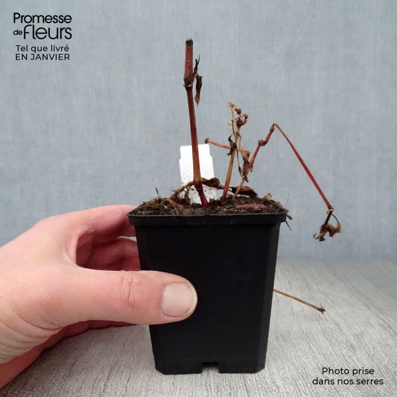 Amostra de Renouée - Persicaria runcinata Purple Fantasy Vaso de 8/9 cm tal como entregue no inverno