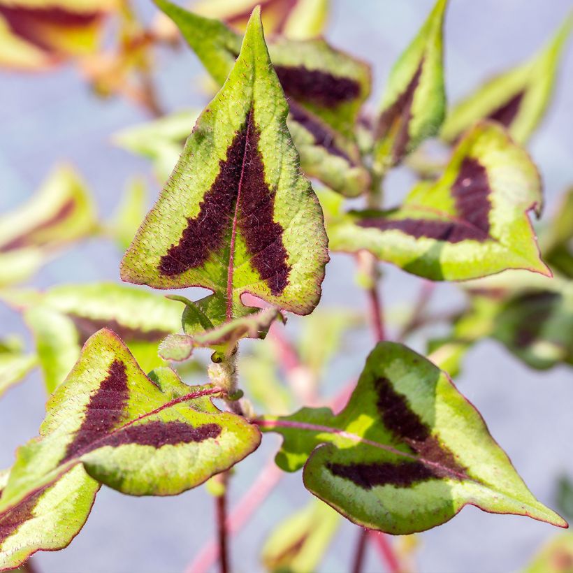 Persicaria runcinata Yunnan Giant (Folhagem)
