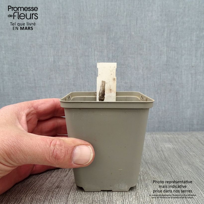 Amostra de Renouée - Persicaria virginiana Lance Corporal   Godet de 8/9 cm tal como entregue no inverno