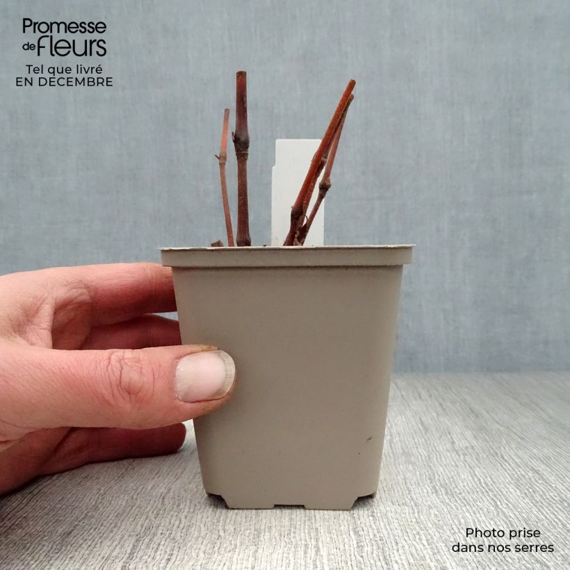 Amostra de Renouée - Persicaria virginiana Painter's Palette Vaso de 8/9 cm tal como entregue no inverno