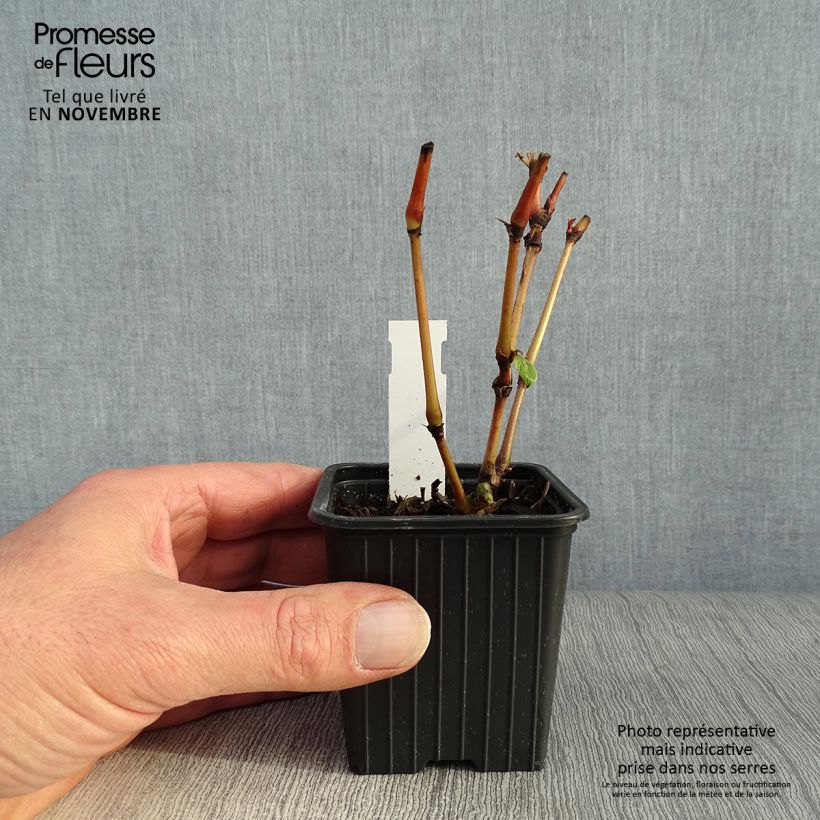 Amostra de Persicaria virginiana Painter's Palette Vaso de 8/9 cm tal como entregue no outono