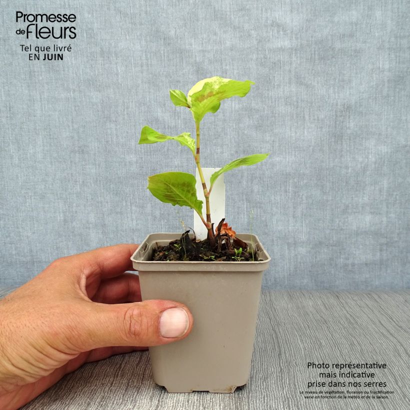 Amostra de Persicaria virginiana Painter's Palette Vaso de 8/9 cm tal como entregue no verão