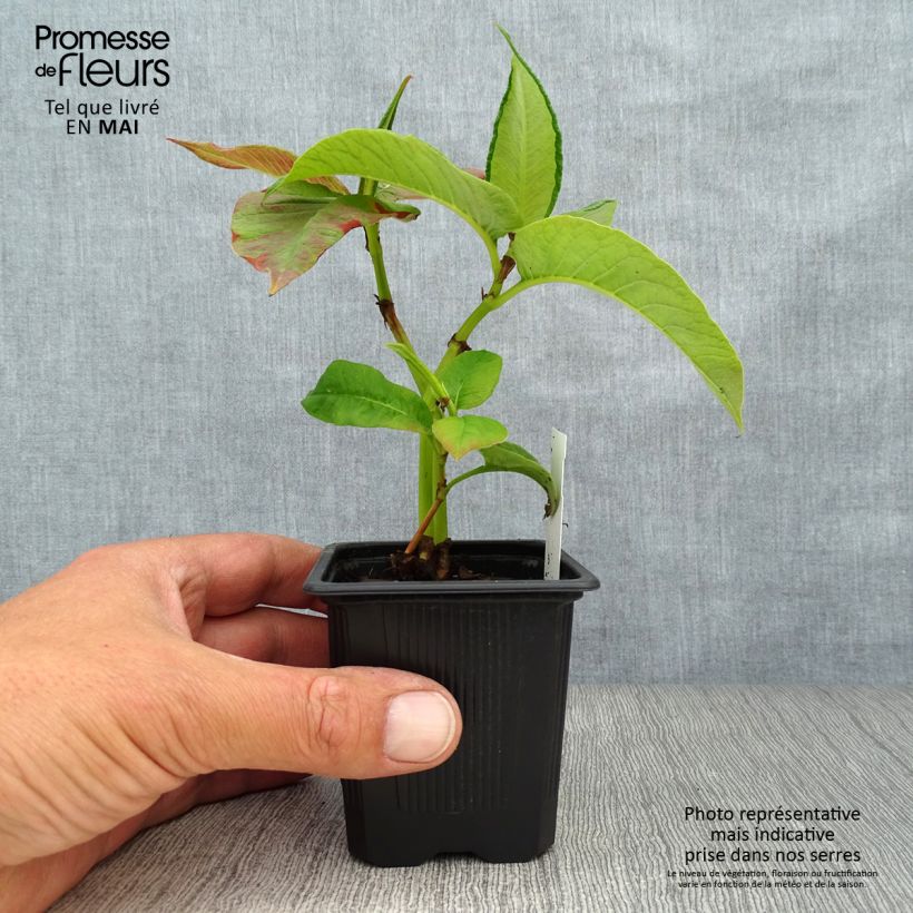 Amostra de Persicaria weyrichii Vaso de 8/9 cm tal como entregue na primavera
