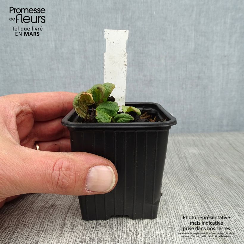 Amostra de Renouée - Persicaria weyrichii Vaso de 8/9 cm tal como entregue no inverno