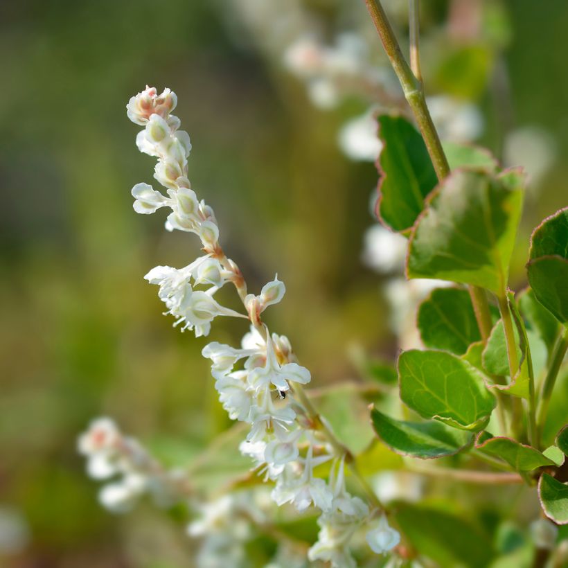 Fallopia aubertii (Floração)