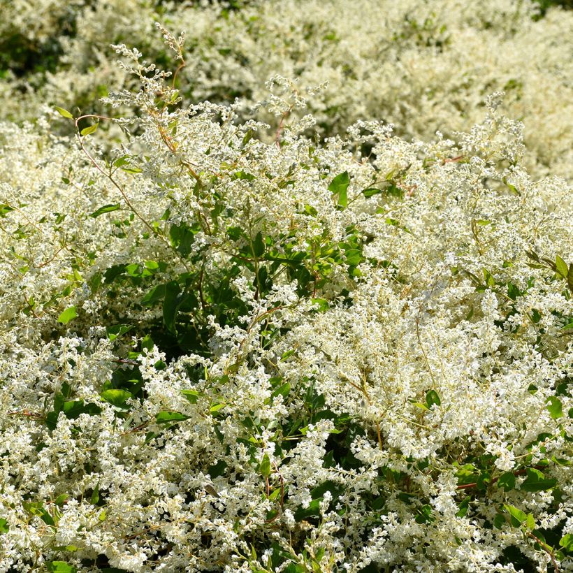 Fallopia aubertii (Hábito)
