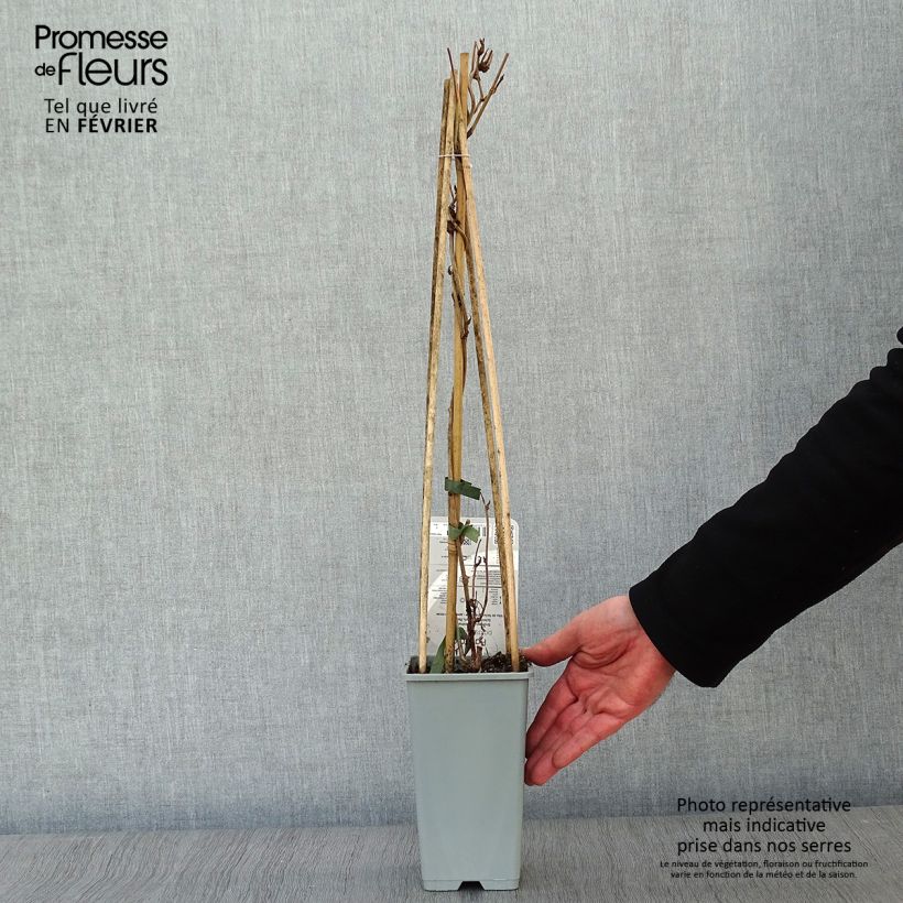 Amostra de Renouée grimpante - Fallopia aubertii Vaso de 2 L/3 L tal como entregue no inverno