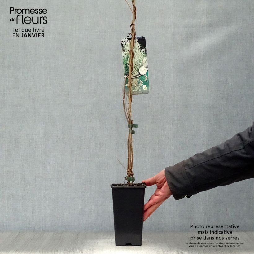 Amostra de Renouée grimpante - Fallopia aubertii Vaso de 1,5 L/2 L tal como entregue no inverno