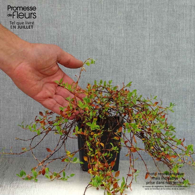 Amostra de Persicaria vacciniifolia Vaso de 8/9 cm tal como entregue no verão