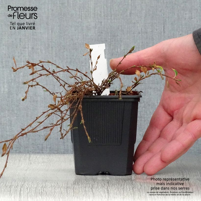 Amostra de Renouée rampante - Persicaria vacciniifolia Vaso de 8/9 cm tal como entregue no inverno