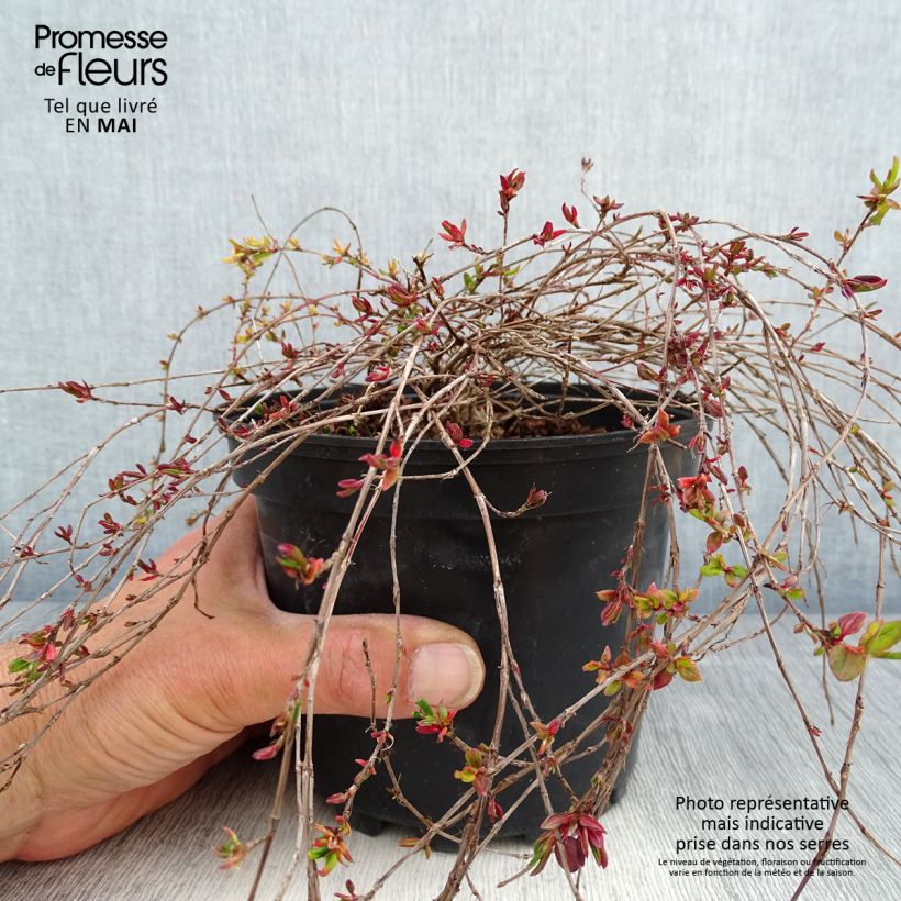 Amostra de Persicaria vacciniifolia Vaso de 2 L/3 L tal como entregue na primavera