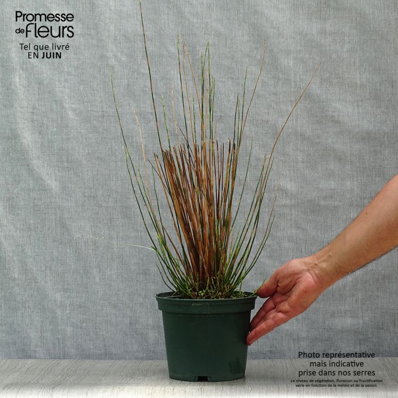 Amostra de Restio tetraphyllus Vaso de 2 L/3 L tal como entregue no verão