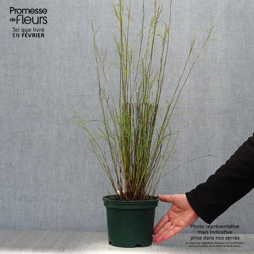 Amostra de Restio tetraphyllus Vaso de 2 L/3 L tal como entregue no inverno