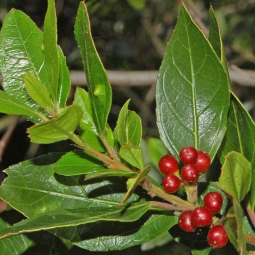 Rhamnus alaternus (Folhagem)
