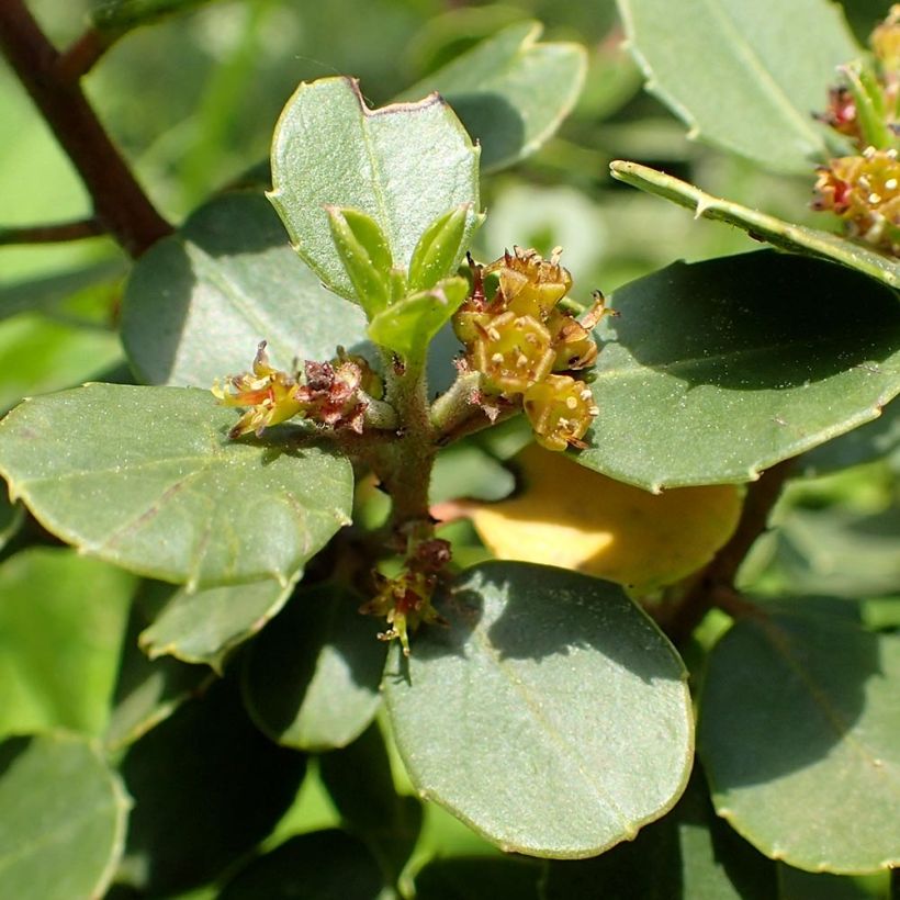 Rhamnus alaternus (Floração)