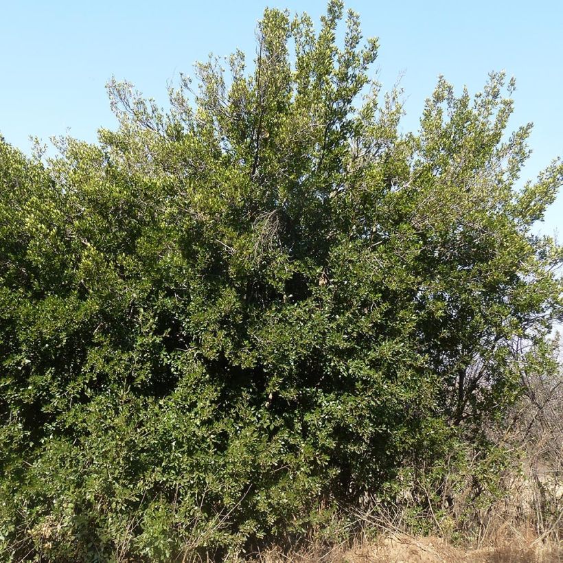 Rhamnus alaternus (Hábito)