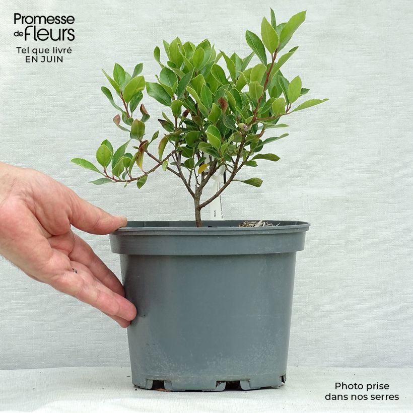Amostra de Rhamnus alaternus Vaso de 2 L/3 L tal como entregue no verão
