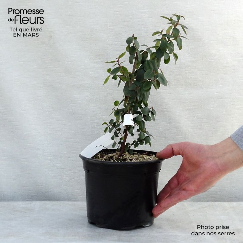 Amostra de Rhamnus alaternus Vaso de 2 L/3 L tal como entregue na primavera