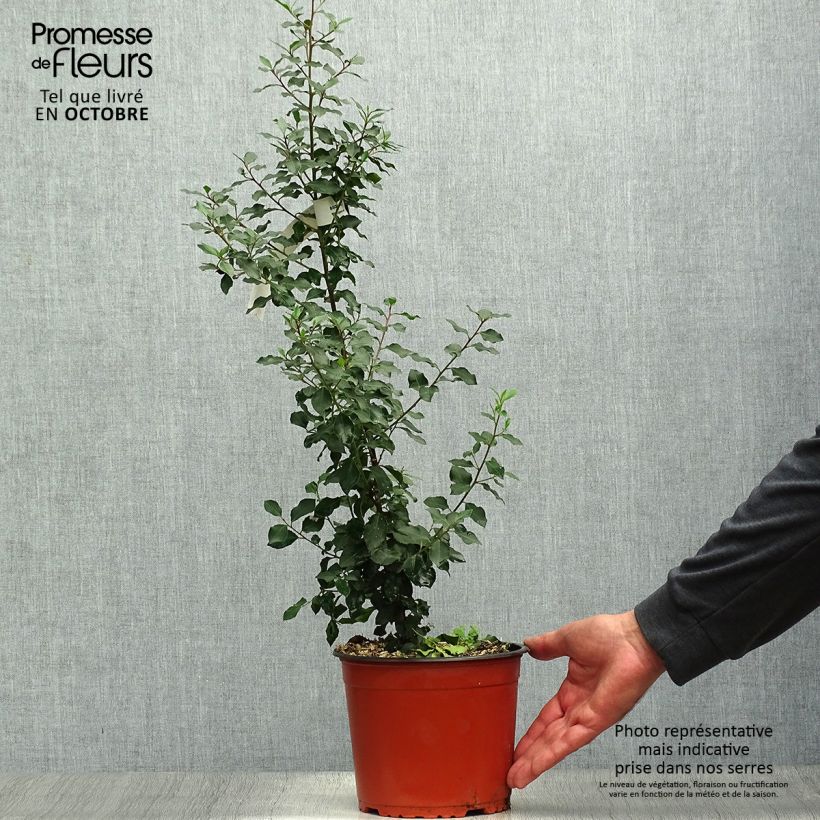 Amostra de Rhamnus alaternus Vaso de 2 L/3 L tal como entregue no outono
