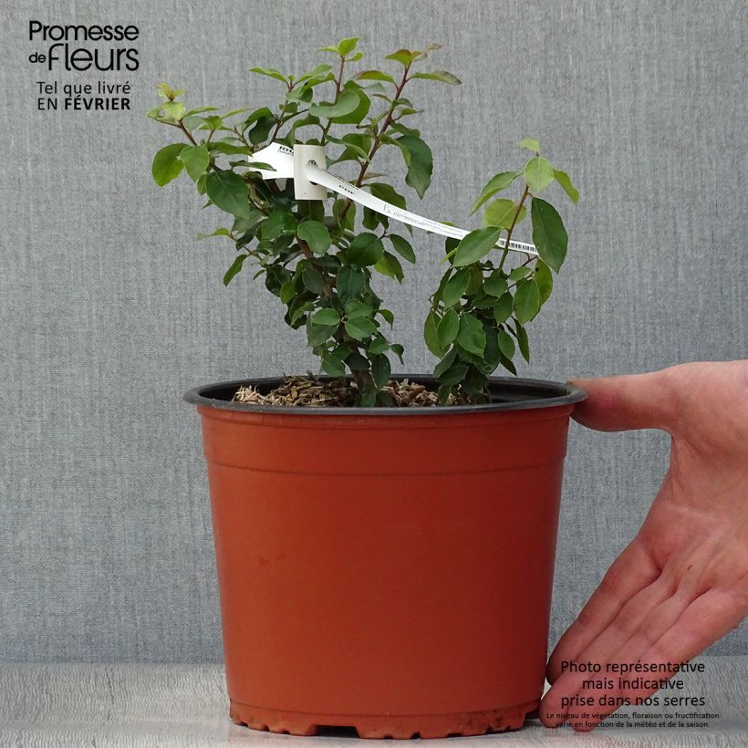 Amostra de Rhamnus alaternus - Alaterne Vaso de 2 L/3 L tal como entregue no inverno