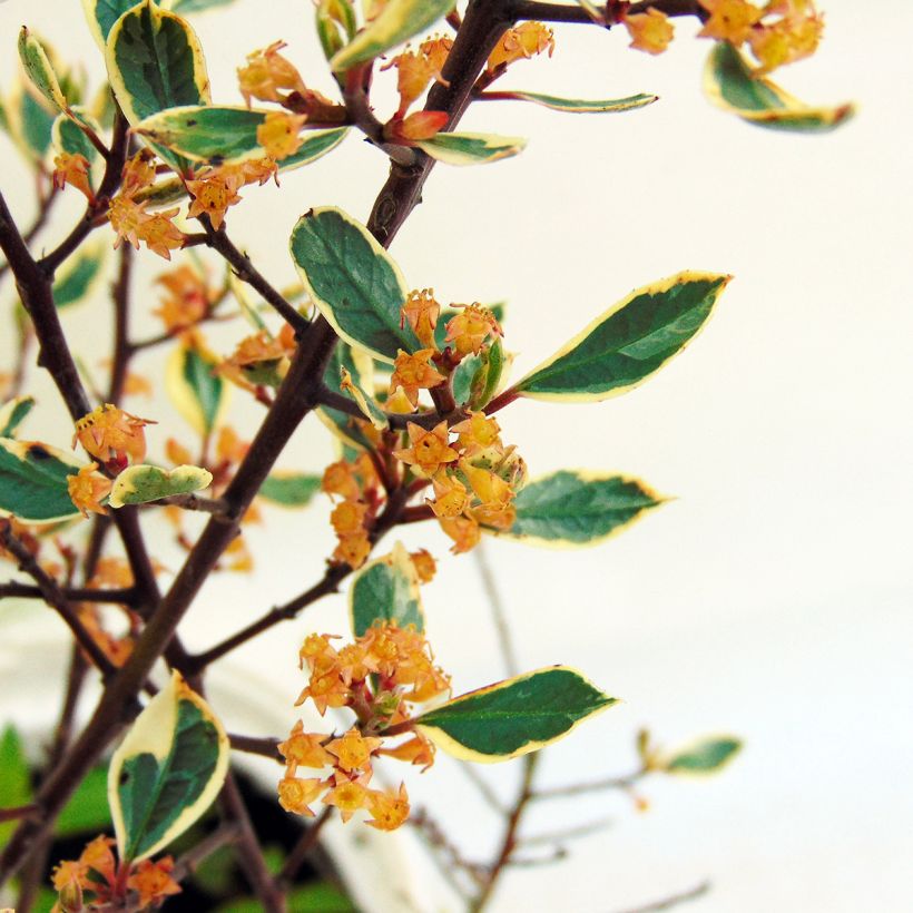 Rhamnus alaternus Argenteovariegata (Floração)