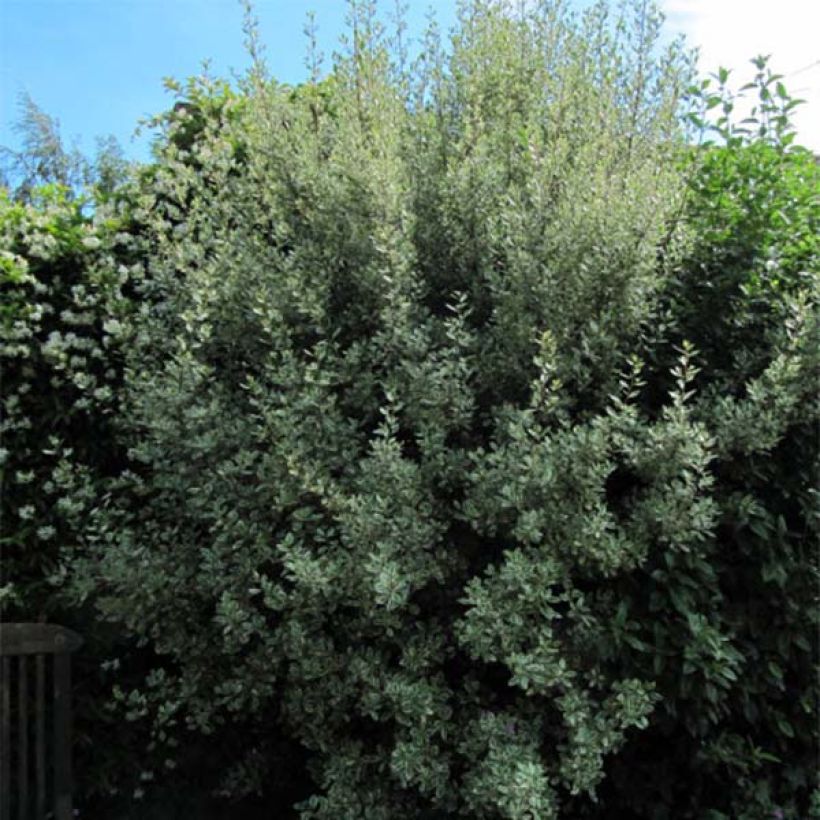 Rhamnus alaternus Argenteovariegata (Hábito)