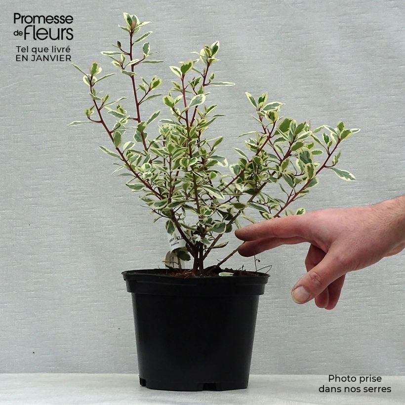 Amostra de Rhamnus alaternus Argenteovariegata Vaso de 2 L/3 L tal como entregue no inverno