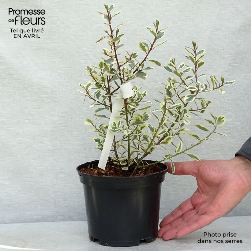 Amostra de Rhamnus alaternus Argenteovariegata Vaso de 2 L/3 L tal como entregue na primavera