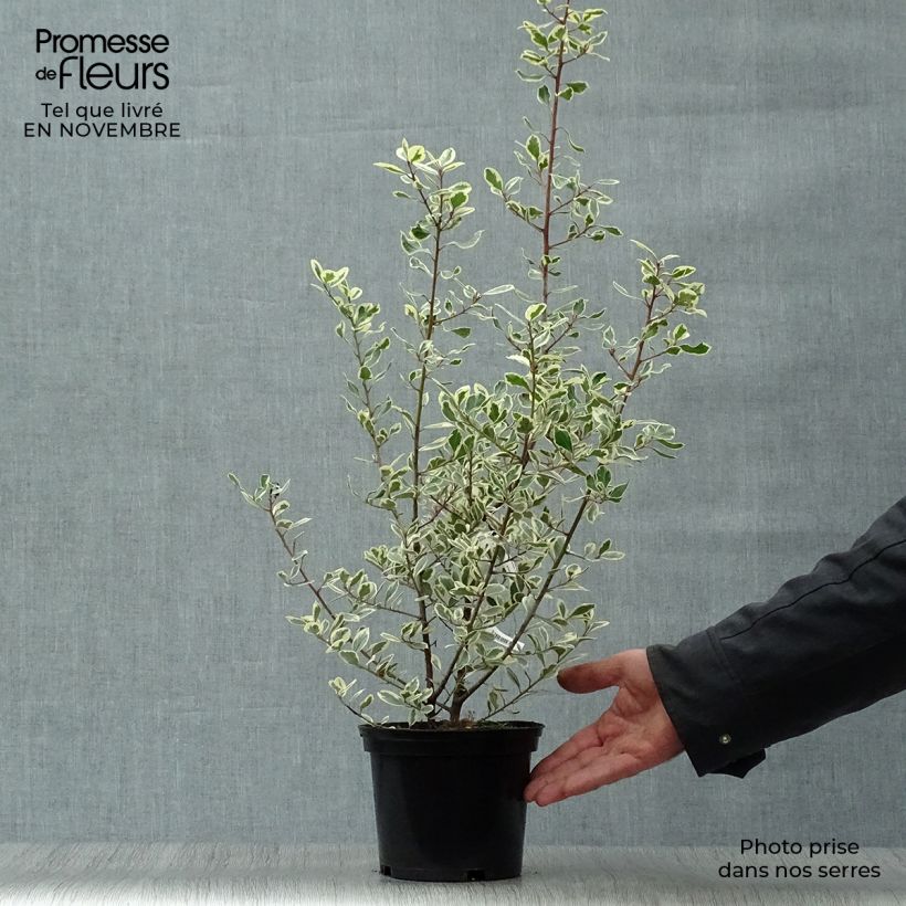 Amostra de Rhamnus alaternus Argenteovariegata Vaso de 2 L/3 L tal como entregue no outono