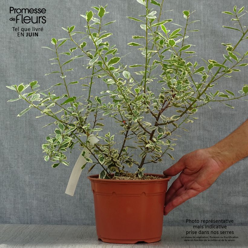 Amostra de Rhamnus alaternus Argenteovariegata Vaso de 2 L/3 L tal como entregue no verão
