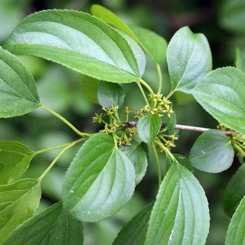 Rhamnus catharticus (Folhagem)