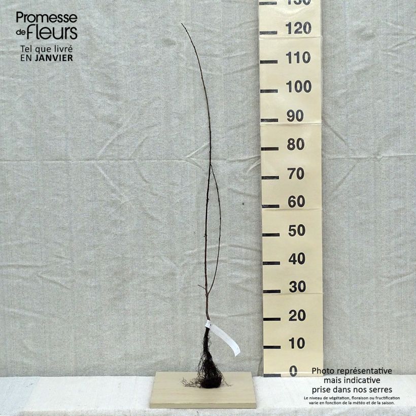 Amostra de Rhamnus catharticus - Nerprun purgatif, cathartique, officinal  Raízes nuas tal como entregue no inverno