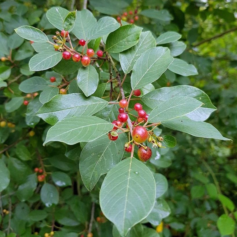 Rhamnus frangula (Folhagem)