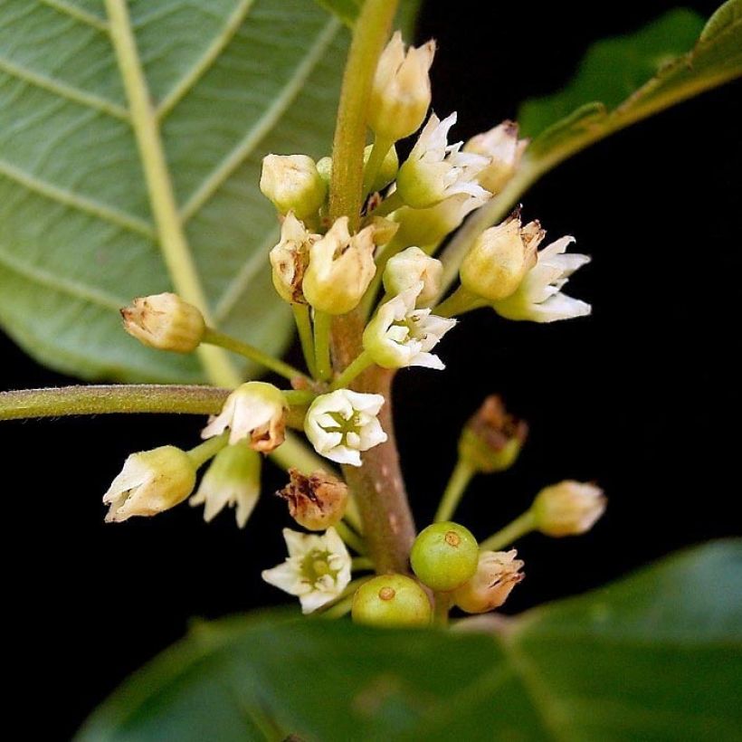 Rhamnus frangula (Floração)