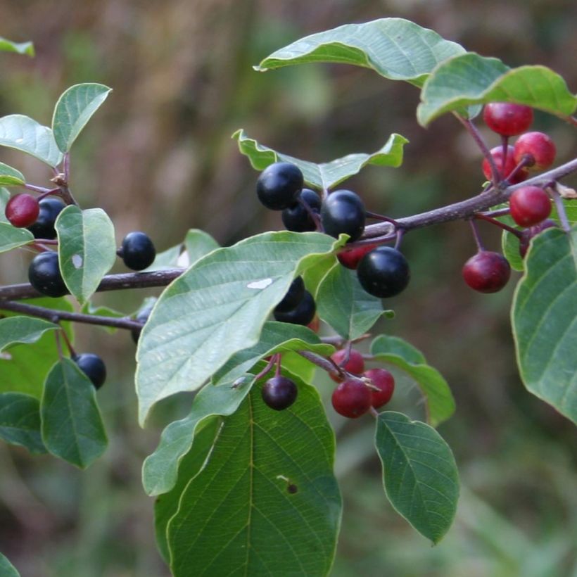 Rhamnus frangula (Colheita)