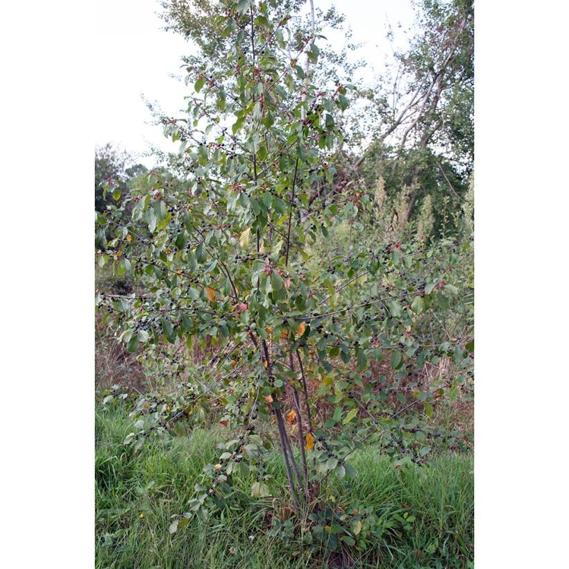 Rhamnus frangula (Hábito)
