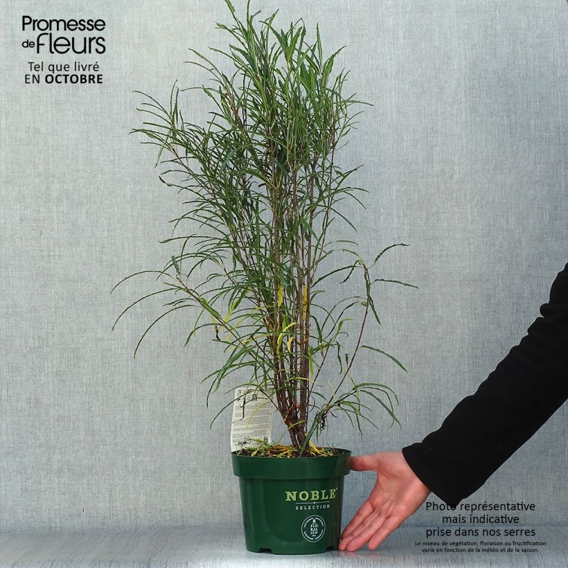 Amostra de Rhamnus frangula Fine Line Vaso de 3 L/4 L tal como entregue no outono