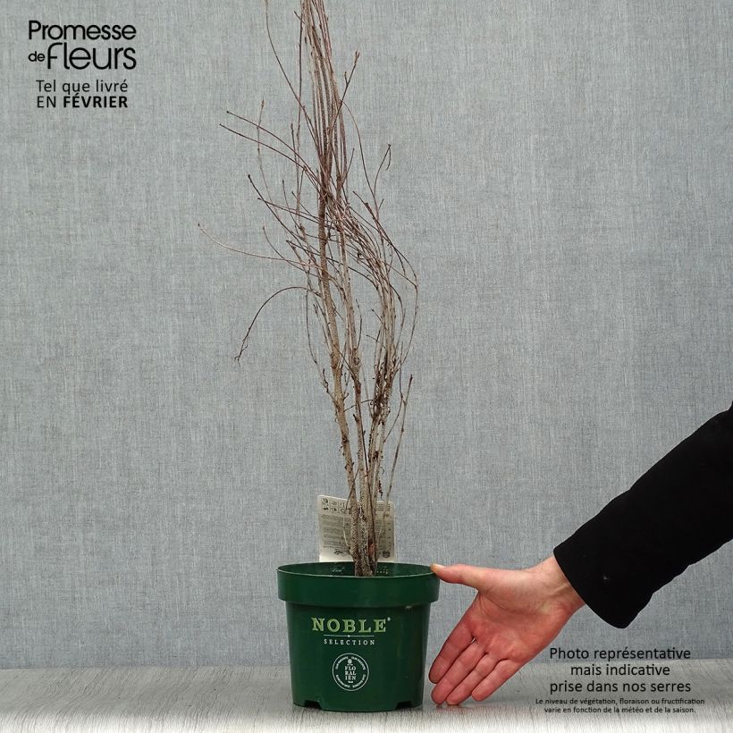 Amostra de Rhamnus frangula Fine Line - Bourdaine, Frangula alnus Vaso de 3 L/4 L tal como entregue no inverno