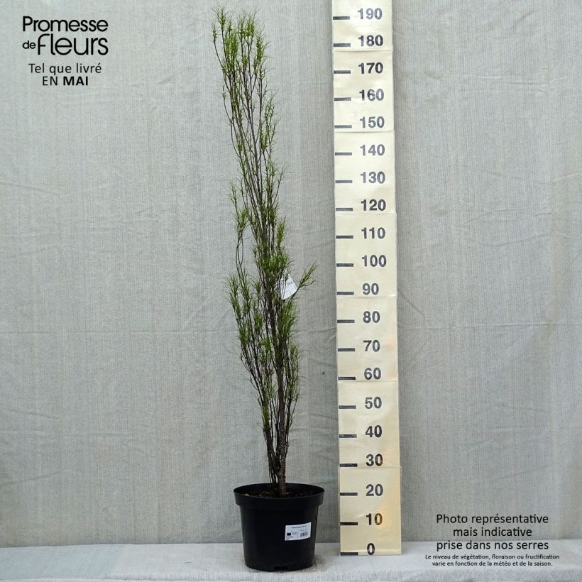 Amostra de Rhamnus frangula Fine Line Vaso de 12 L/15 L tal como entregue na primavera