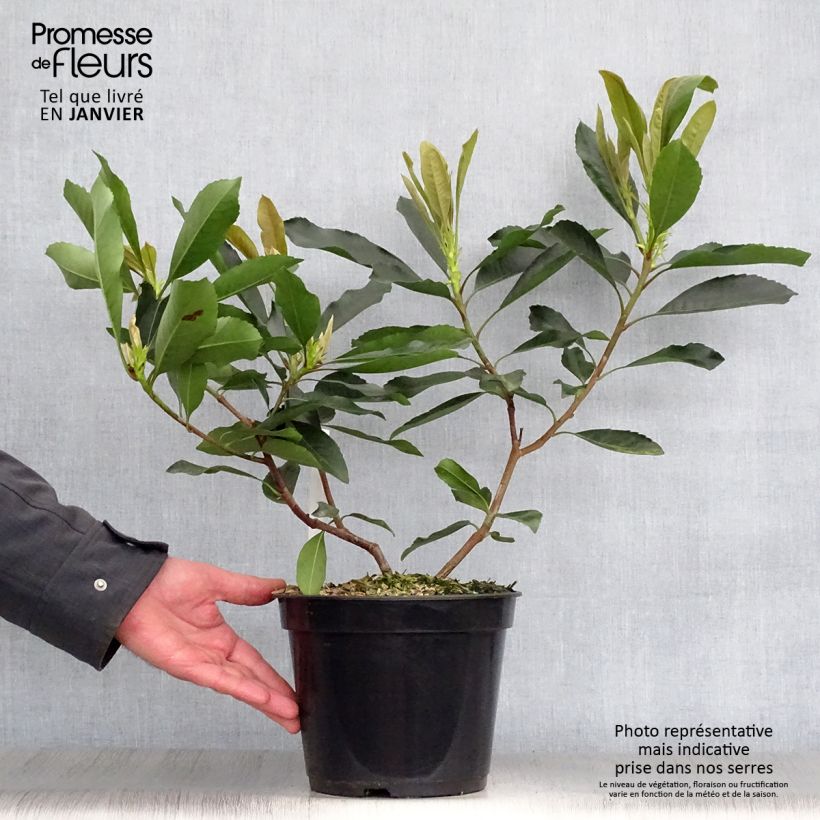 Amostra de Rhaphiobotrya Coppertone - néflier hybride Pot de 3L/4L tal como entregue no inverno