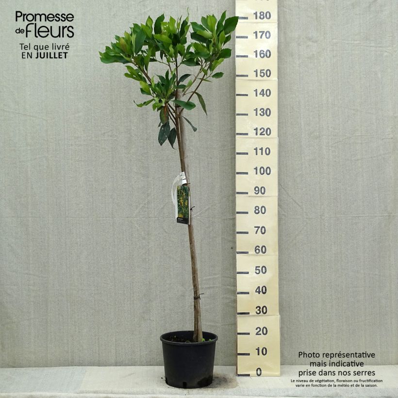 Amostra de Rhaphiobotrya Coppertone - néflier hybride Pot de 10L tige tal como entregue no verão