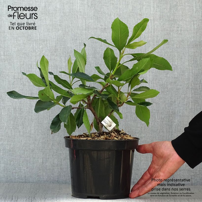 Amostra de Rhaphiobotrya Coppertone - néflier hybride Pot de 3L/4L tal como entregue no outono