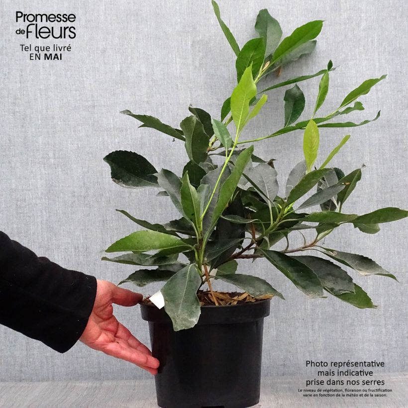 Amostra de Rhaphiobotrya Coppertone - néflier hybride Pot de 3L/4L tal como entregue na primavera