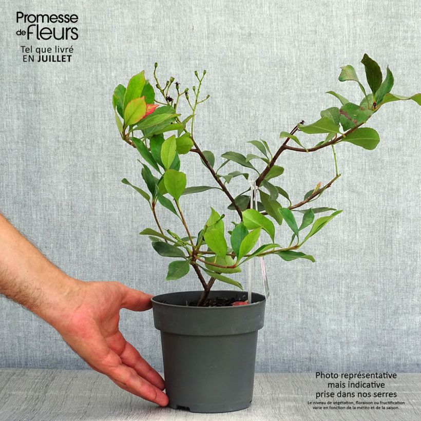 Amostra de Rhaphiolepis indica Pink Cloud Vaso de 1,5 L/2 L tal como entregue no verão